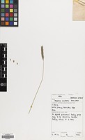 Filed as Hordeum violaceum Boiss. & Hohen. [family GRAMINEAE]