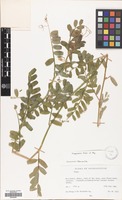 Filed as Vicia hyrcanica Fisch.& C.A.Mey. [family LEGUMINOSAE]