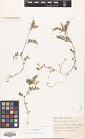 Filed as Vicia grandiflora Scop. var. grandiflora [family LEGUMINOSAE]