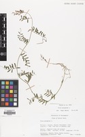 Filed as Vicia peregrina L. [family LEGUMINOSAE]