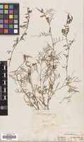 Filed as Vicia peregrina L. [family LEGUMINOSAE]