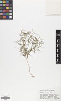 Filed as Vicia monantha Retz. [family LEGUMINOSAE]