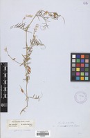 Filed as Vicia palaestina Boiss. [family LEGUMINOSAE]