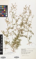 Filed as Vicia pubescens Link. [family LEGUMINOSAE]