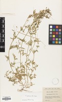 Filed as Vicia pubescens Link. [family LEGUMINOSAE]