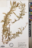 Filed as Salix mucronata Thunb. [family SALICACEAE]