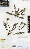 Filed as Taraxacum rubellum M.P. Chr. [family COMPOSITAE]