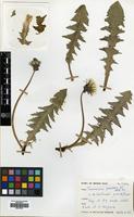 Filed as Taraxacum polyodon Dahlst. [family COMPOSITAE]