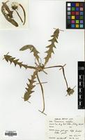 Filed as Taraxacum cordatum Palmgr. [family COMPOSITAE]