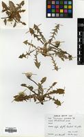 Filed as Taraxacum oxoniense Dahlst. [family COMPOSITAE]