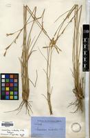 Isotype of Xerochloa imberbis R.Br. [family GRAMINEAE]