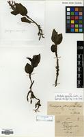 Type of Goodyera pauciflora Schltr. [family ORCHIDACEAE]