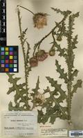 Isotype of Carduus transcaspicus Gand. subsp. macrocephalus (Arènes) Kazmi [family COMPOSITAE]
