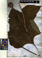 Filed as Helianthus annuus L. [family COMPOSITAE]