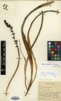 Holotype of Muscari cycladicum P.H.Davis & D.C.Stuart [family HYACINTHACEAE]
