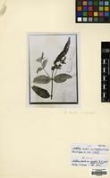 Isosyntype of Buddleja davidii Franch. var. magnifica (E.H.Wilson) Rehder & E.H.Wilson [family SCROPHULARIACEAE]
