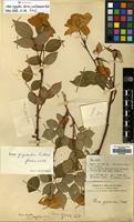 Isosyntype of Rosa gigantea Collett ex Crép. forma erubescens Focke [family ROSACEAE]