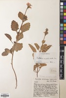 Filed as Pitraea cuneato-ovata (Cav.) Caro [family VERBENACEAE]