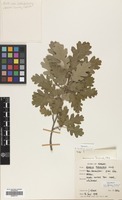 Filed as Quercus pubescens Willd. [family FAGACEAE]