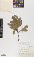 Filed as Quercus pubescens Willd. [family FAGACEAE]