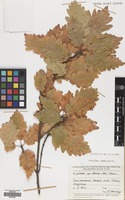 Filed as Quercus petraea (Matt.) Liebl. subsp. iberica (Steven ex M.Bieb.) Krassiln. [family FAGACEAE]