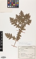 Filed as Quercus cerris L. var. cerris [family FAGACEAE]