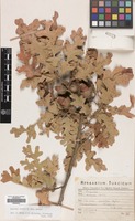 Filed as Quercus cerris L. var. cerris [family FAGACEAE]