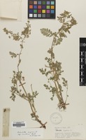 Filed as Potentilla supina L. subsp. arabica Soják [family ROSACEAE]