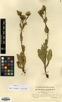 Filed as Hieracium pilosum Schleich. ex Froel. subsp. villosiceps Gottschl. [family COMPOSITAE]