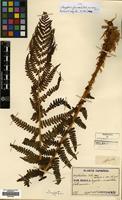 Type of Dryopteris filix-mas (L.) Rich. var. setosa Christ [family DRYOPTERIDACEAE]