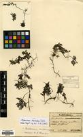 Type of Trichomanes stenosiphon Christ. [family HYMENOPHYLLACEAE]