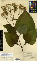 Isosyntype of Trigonospermum floribundum Greenm. [family COMPOSITAE]