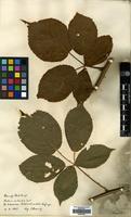 Isotype of Rubus sulcatus Vest forma canescens Kretzer [family ROSACEAE]