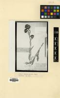 Syntype of Carduus hamulosus Ehrh. subsp. hystrix Kazmi [family COMPOSITAE]
