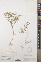 Filed as Euphorbia taurinensis All. [family EUPHORBIACEAE]