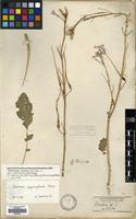 Filed as Raphanus raphanistrum L. subsp. rostratus (DC.) Thell. [family CRUCIFERAE]