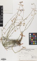 Filed as Linum austriacum L. subsp. austriacum [family LINACEAE]