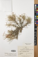 Filed as Acantholimon acmostegium Boiss. & Buhse. [family PLUMBAGINACEAE]