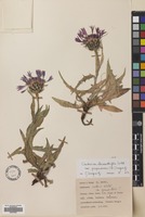 Filed as Centaurea cheiranthifolia Willd. var. purpurascens (DC.) Wagen. [family COMPOSITAE]