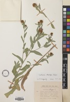 Filed as Centaurea phrygia L. subsp. stenolepis (A.Kern.) Gugler [family COMPOSITAE]