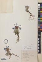 Filed as Centaurea triumfetti All. [family COMPOSITAE]