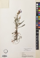 Filed as Centaurea triumfetti All. [family COMPOSITAE]