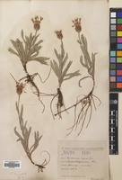 Filed as Centaurea triumfetti All. [family COMPOSITAE]