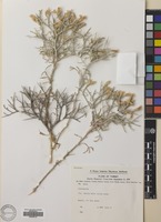 Filed as Centaurea spinosa L. [family COMPOSITAE]
