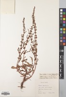 Filed as Rumex dentatus L. [family POLYGONACEAE]