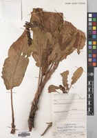 Filed as Rumex steudelii A.Br. [family POLYGONACEAE]