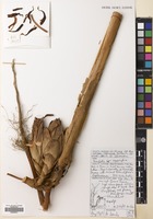Filed as Hornstedtia scyphifera (J.Knöig) Steud. [family ZINGIBERACEAE]