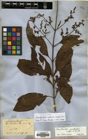 Type of Wendlandia wallichii Wight & Arn. [family RUBIACEAE]
