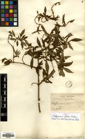 Type of Hoffmannia pallida Rusby [family RUBIACEAE]
