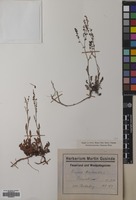 Filed as Rumex acetosella L. [family POLYGONACEAE]
